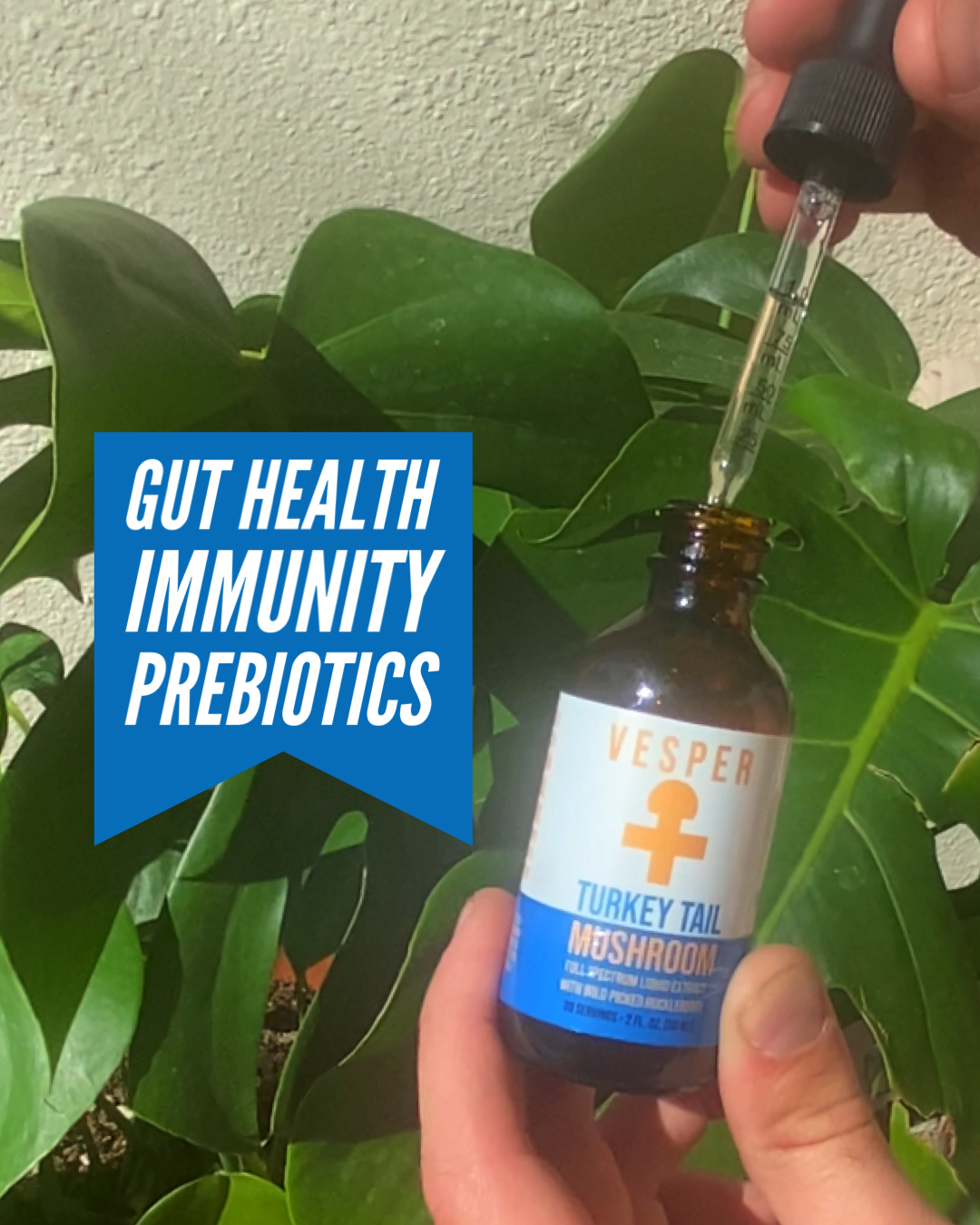 Turkey Tail Liquid Extract (2 oz, 30 servings) image 2