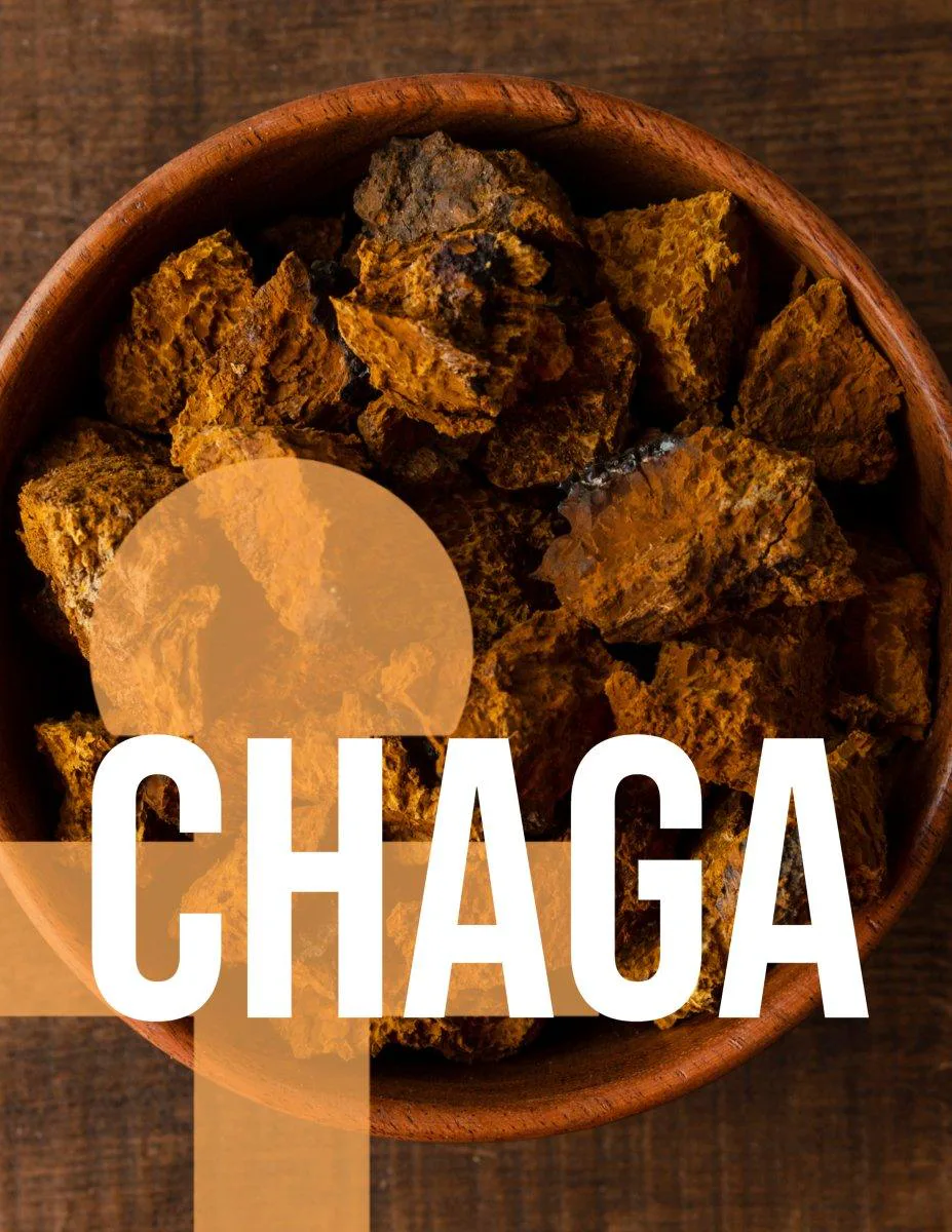 Chaga Extract - Antioxidants - Liquid Double Extract image 3